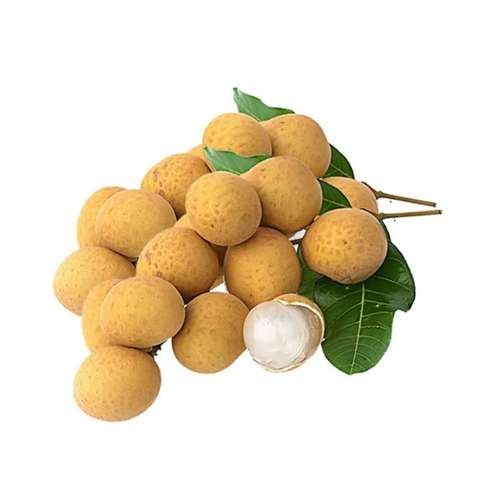 LONGAN PP