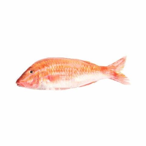 RED MULLET FRESH