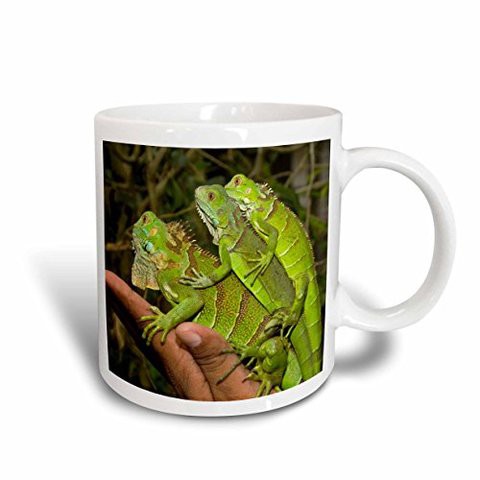 3Drose Juvenile Green Iguana Lizards, San Ignacio, Belize Mug, 15 Oz, Ceramic