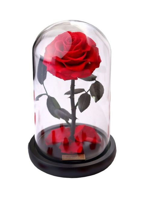 Generic Decorative Preserved Natural Rose RedBlackClear 07011900centimeter