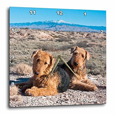 3Drose Dpp_93018_1 Airedale Terrier Dogs, New Mexico-Us32 Zmu0027-Zandria Muench Beraldo-Wall Clock, 10 By 10-Inch