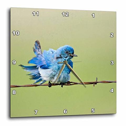 3Drose Dpp_94319_1 Custer State Park, South Dakota, Mountain Bluebird-Us42 Ldi0000-Larry Ditto-Wall Clock, 10 By 10-Inch