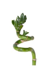 Lucky Bamboo Curly (2 x 2 x 85 cm)