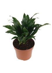 Dracaena Compacta Plant (8 x 10 x 30 cm)