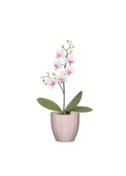 Scheurich Elegance Ceramic Plant Cover Pot (12 cm)