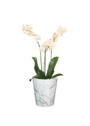 Scheurich Ceramic Plant Cover Pot (15 cm)