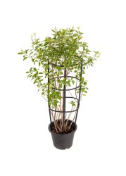 Galphima Speciosa Live Plant (10 L)