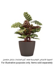 Artevasi Nubia Ceramic Plant Pot (12 cm)