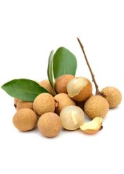 LONGAN PP