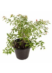 نبات بوغانفيليا أحمر طبيعي (10 لتر)