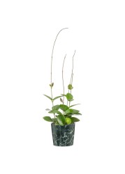 Scheurich Ceramic Plant Cover Pot (18 cm)