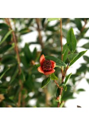 Pomegranate Outdoor Plant (1.8 m)