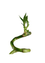 Lucky Bamboo Curly Stick Indoor Plant (40 cm)