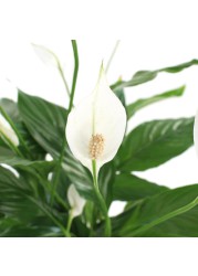 ID Spathiphyllum Peace Lily Plant (70 cm)