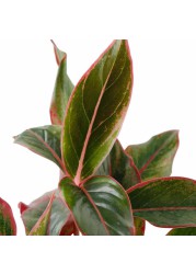 Aglaonema Red Indoor Plant (40 cm)