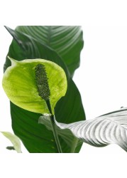 Spathiphyllum Sensation Peace Lily Indoor Plant (22 x 24 x 140 cm)