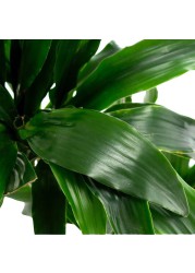 Siji Dracaena Janet Craig (3PP, 120 cm)