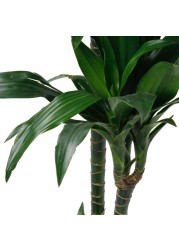 Indoor Plant Dracaena Janet Craig 3PP (150 cm)