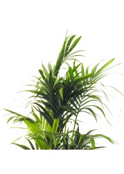 Tatch Kentia Palm (22 x 24 x 150 cm)