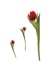 Room Mates Tulips Peel & Stick Wall Decal (6 x 20 inch)