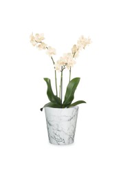 Scheurich Ceramic Plant Cover Pot (14 cm)