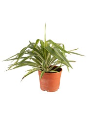 Yucca Variegated Live Plant (6 L)