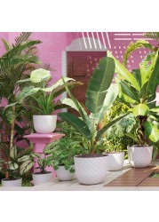 Artevasi Havana Tropical Plastic Plant Pot (20 x 16.6 cm)