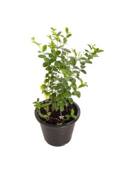 Wrightia Antidysenterica Live Plant (10 L)