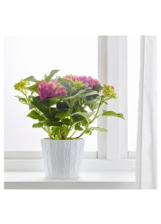 HYDRANGEA Potted plant