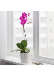 PHALAENOPSIS زرع في وعاء