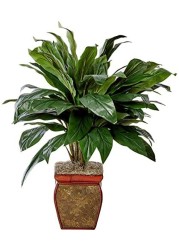 Nearly Natural 6688 Cordyline with Vase Decorative Silk Plant, Green,35 x 12