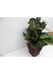 Nearly Natural 6528 Greens Zebra with Wicker Decorative Silk Plant, Green