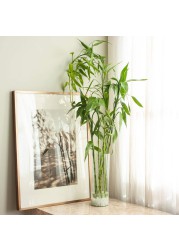 Lucky Bamboo Curly (2 x 2 x 85 cm)