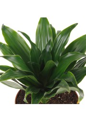 Dracaena Compacta Plant (8 x 10 x 30 cm)