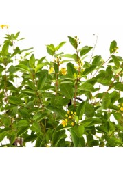 نبات جالفيما سبيسيوسا طبيعي (10 لتر)