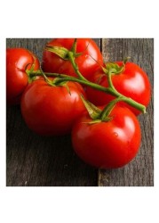 TOMATO BUNCH RED M/E