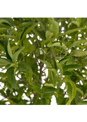 نبات ماندرين طبيعي (18 لتر)