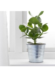 SOCKER Plant pot