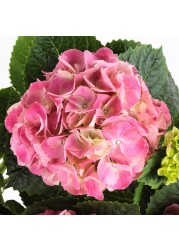 HYDRANGEA زرع في وعاء