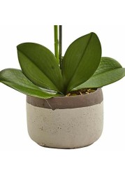 Nearly Natural 4569 Phalaenopsis Orchid in Ceramic Pot,White,19tall