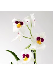 PHALAENOPSIS زرع في وعاء