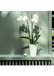 PHALAENOPSIS زرع في وعاء