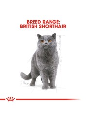 Royal Canin Feline Breed Nutrition British Shorthair Cat Food (4 kg)