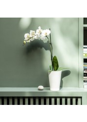 PHALAENOPSIS زرع في وعاء