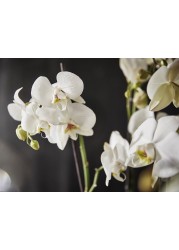 PHALAENOPSIS زرع في وعاء